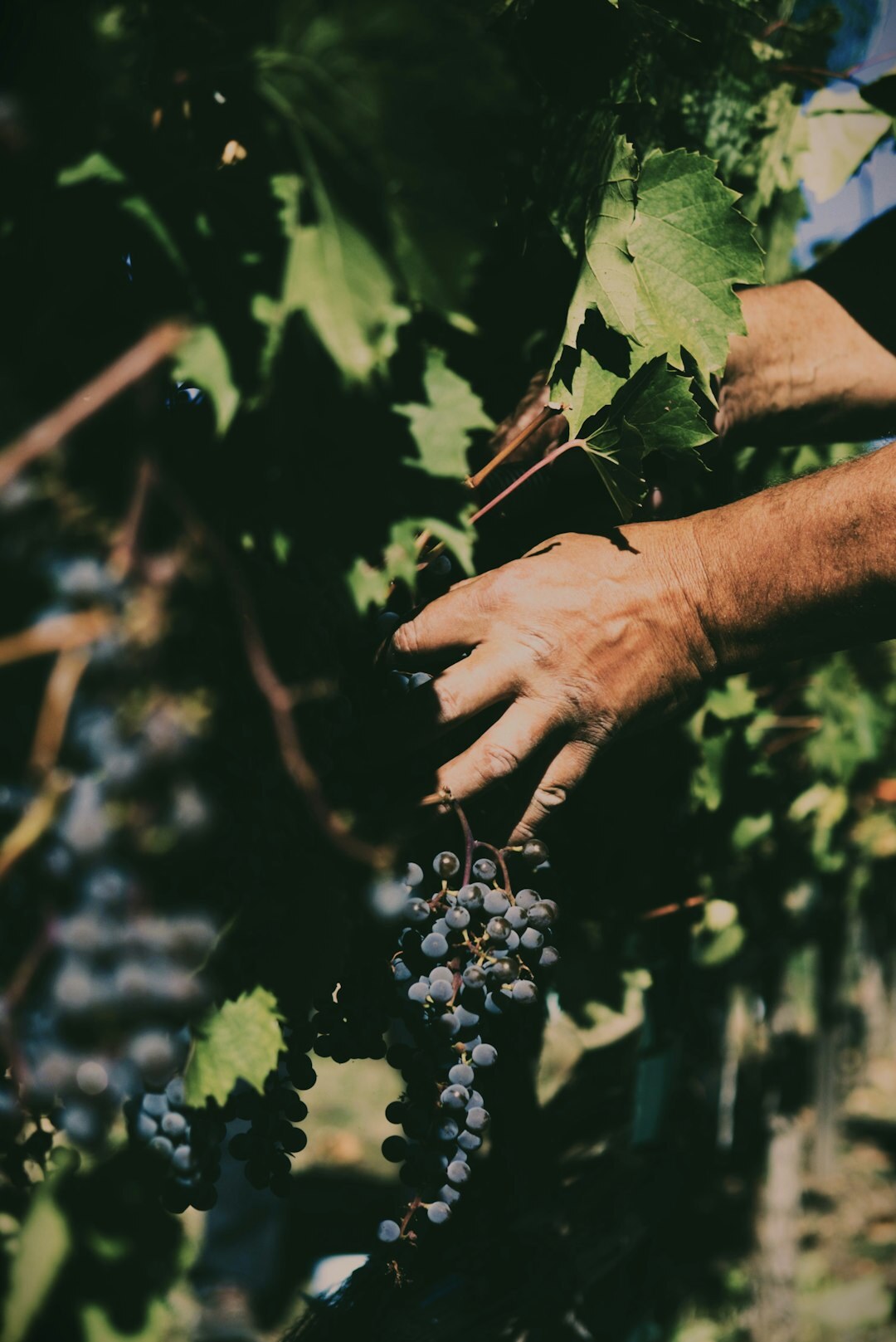 seniors tasting wine at vineyard